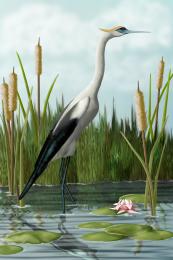 Crane in Cattails Picture